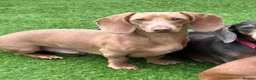 Miniature Dachshund dogs for sale: Miniature Dachshund  - Advert 8
