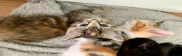 Mixed Breed cats for sale: Ragdoll mix mother - Advert 23