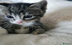 Mixed Breed cats for sale: 6 beautiful boys  - Image 11