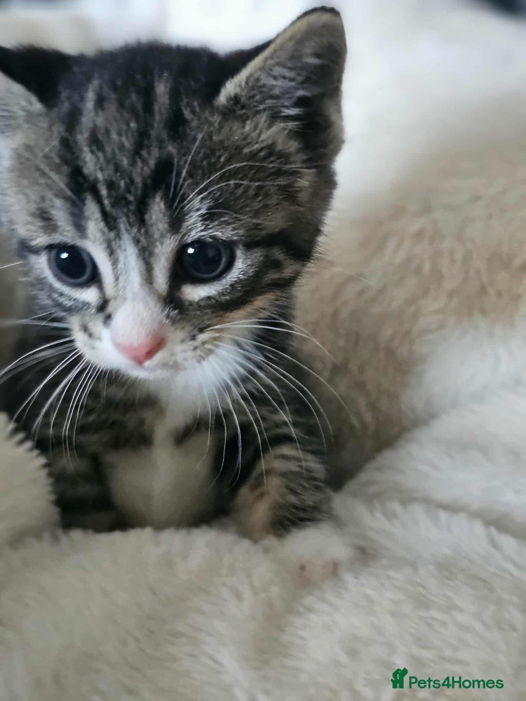 Mixed Breed cats for sale: 6 beautiful boys  - Image 11