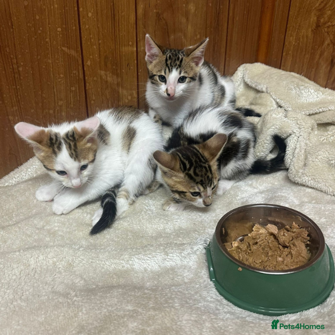 Bengal cats for sale: ​​Bengal X Ragdoll Mix Kittens - Ready to go! - Image 2