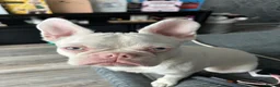 French Bulldog dogs for sale: 8 month old French bulldog puppy for sale - Advert 3