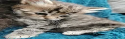 Siberian cats for sale: Registered Siberian Kittens  - Advert 5