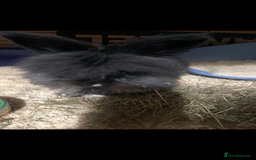 Lionhead rabbits for sale: 2 Lionhead bunnies for sale  - Image 2