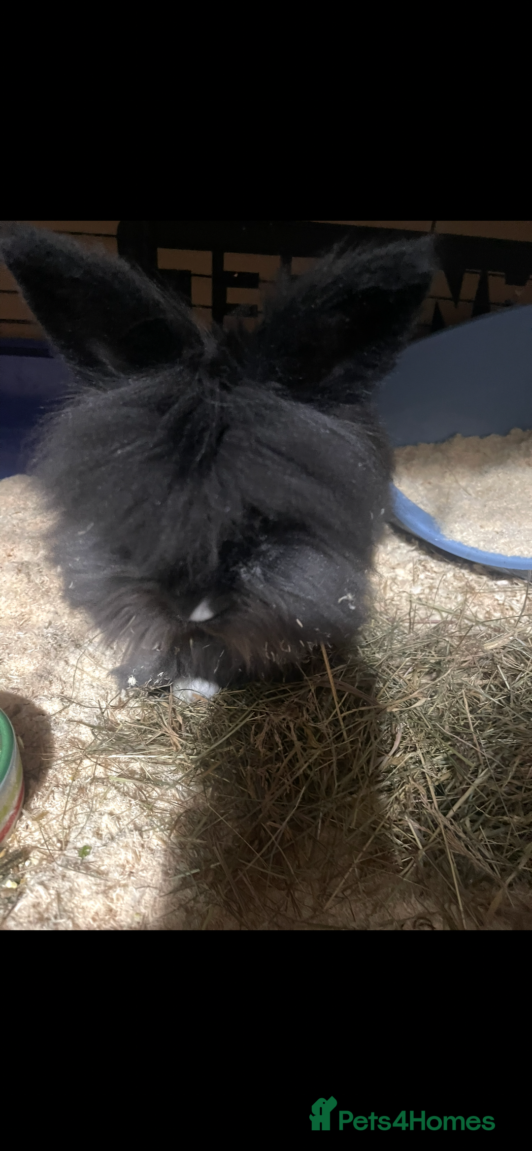 Lionhead rabbits for sale: 2 Lionhead bunnies for sale  - Image 2