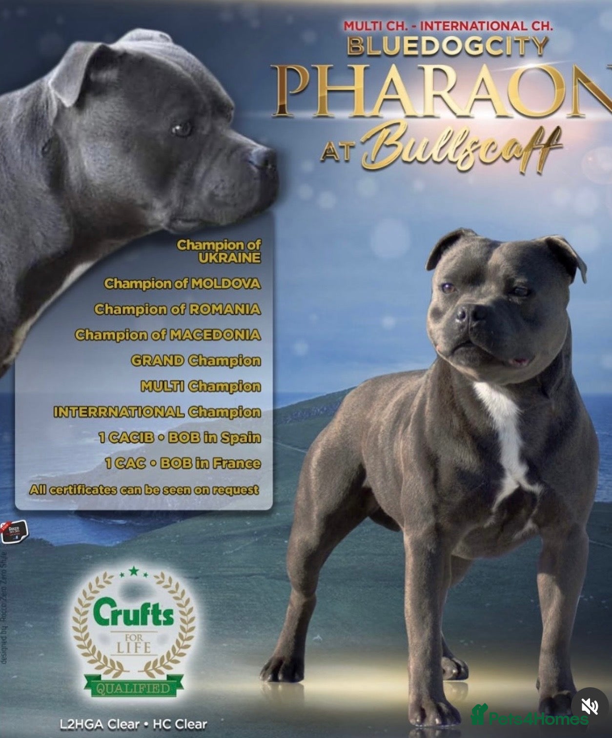 Staffordshire Bull Terrier dogs Blue Staffordshire bull terrier pups - Advert 13