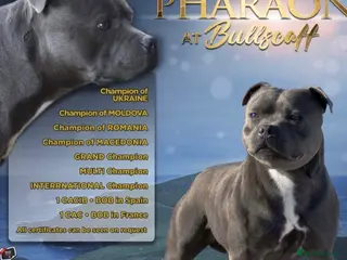 Staffordshire Bull Terrier dogs Blue Staffordshire bull terrier pups - Advert 13
