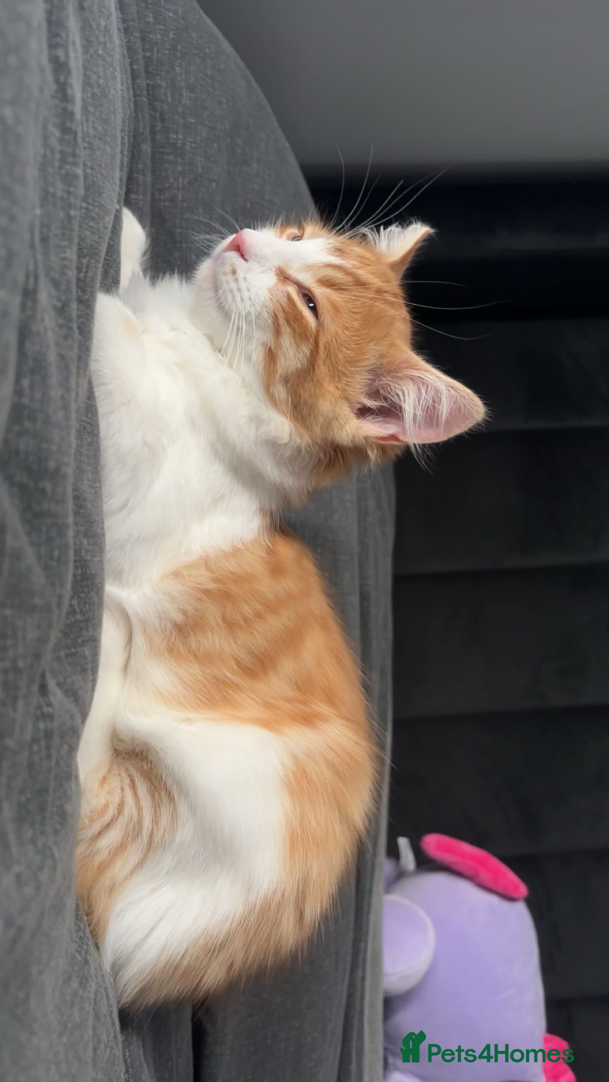 Mixed Breed cats Ragdoll male for sale  - Advert 1