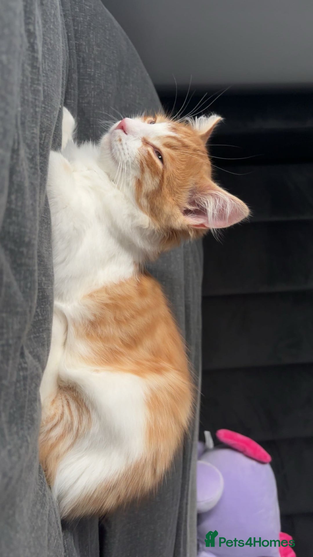 Mixed Breed cats for sale: Ragdoll male for sale  - Advert 1