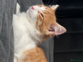 Mixed Breed cats Ragdoll male for sale - Advert 1