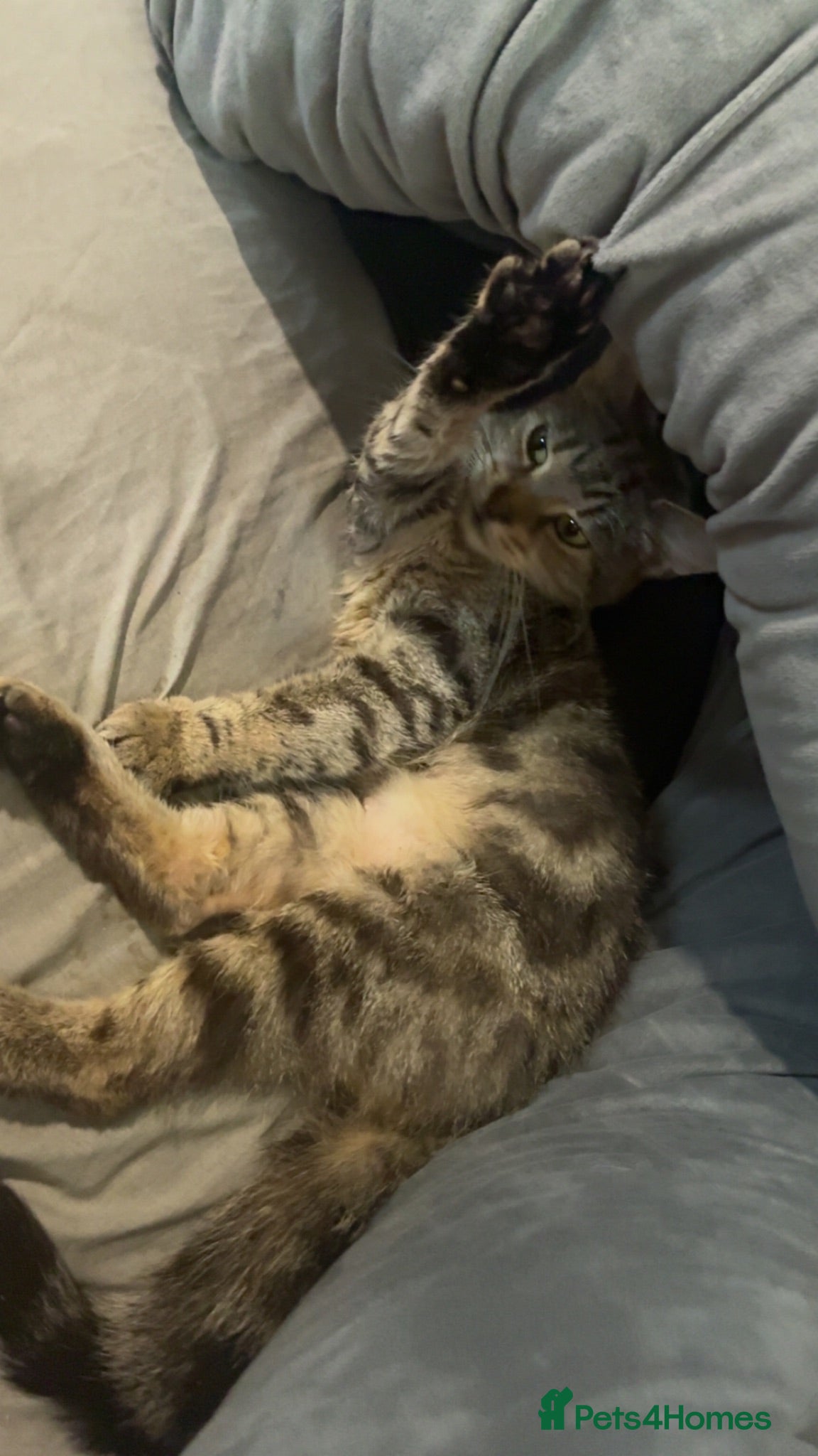 Mixed Breed cats Pure tabby kittens  - Advert 1