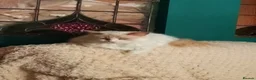 Ragdoll cats for sale: Lilac Bi-colour Ragdoll (Female) - Advert 2