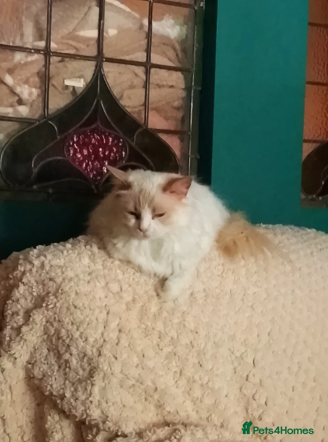 Ragdoll cats for sale: Lilac Bi-colour Ragdoll (Female) - Advert 2
