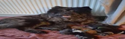 Chow Chow dogs for sale: Puppy adorable chow chows  - Advert 5