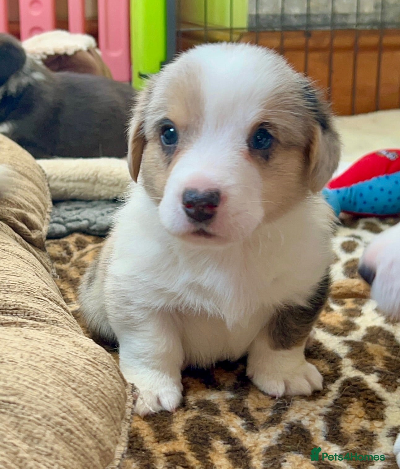 Welsh Corgi Cardigan dogs Quality KC Pedigree Corgi Cardigan Puppies - Advert 2