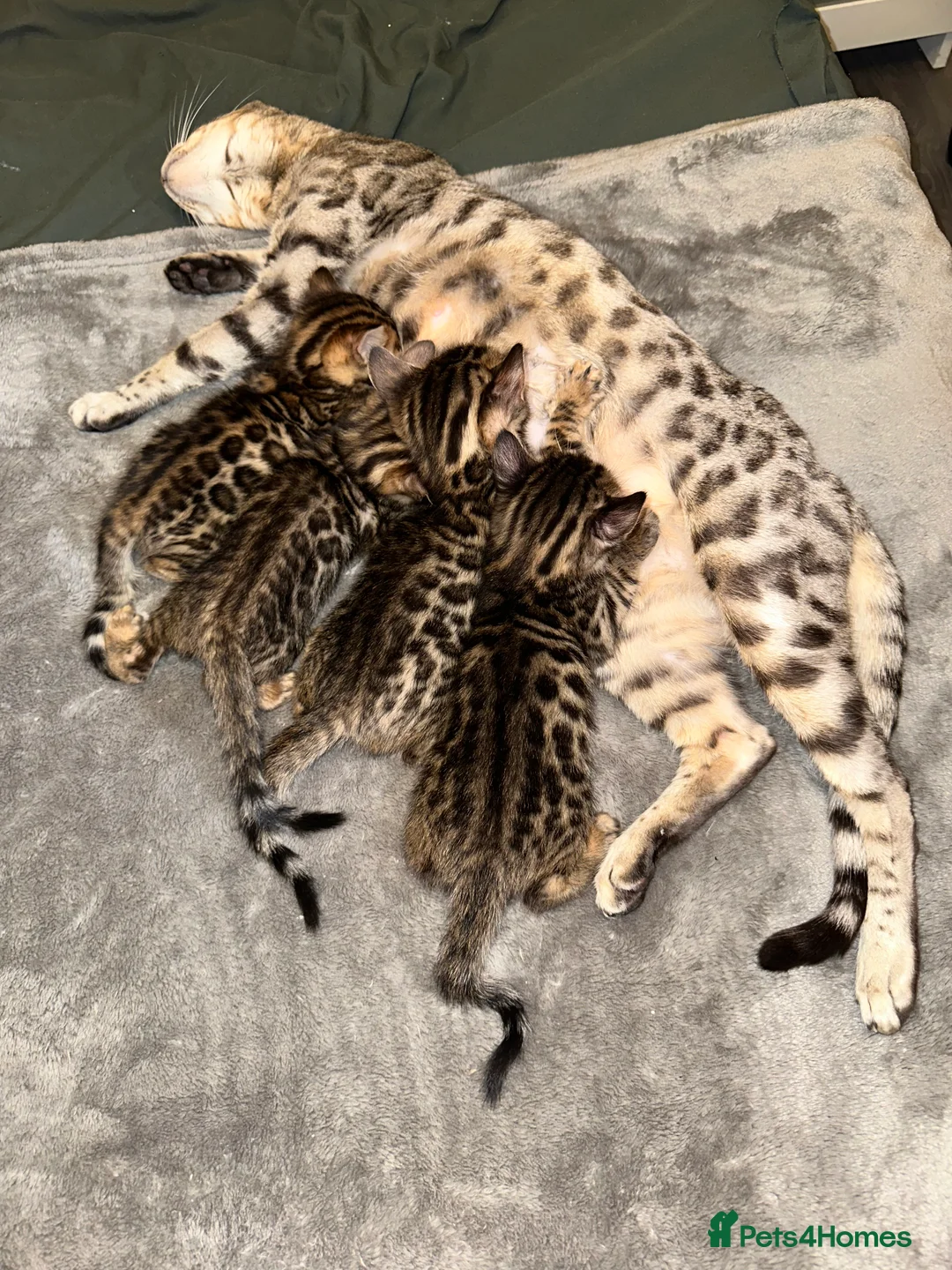 Bengal cats for sale: Bengal kittens for sale - Advert 3
