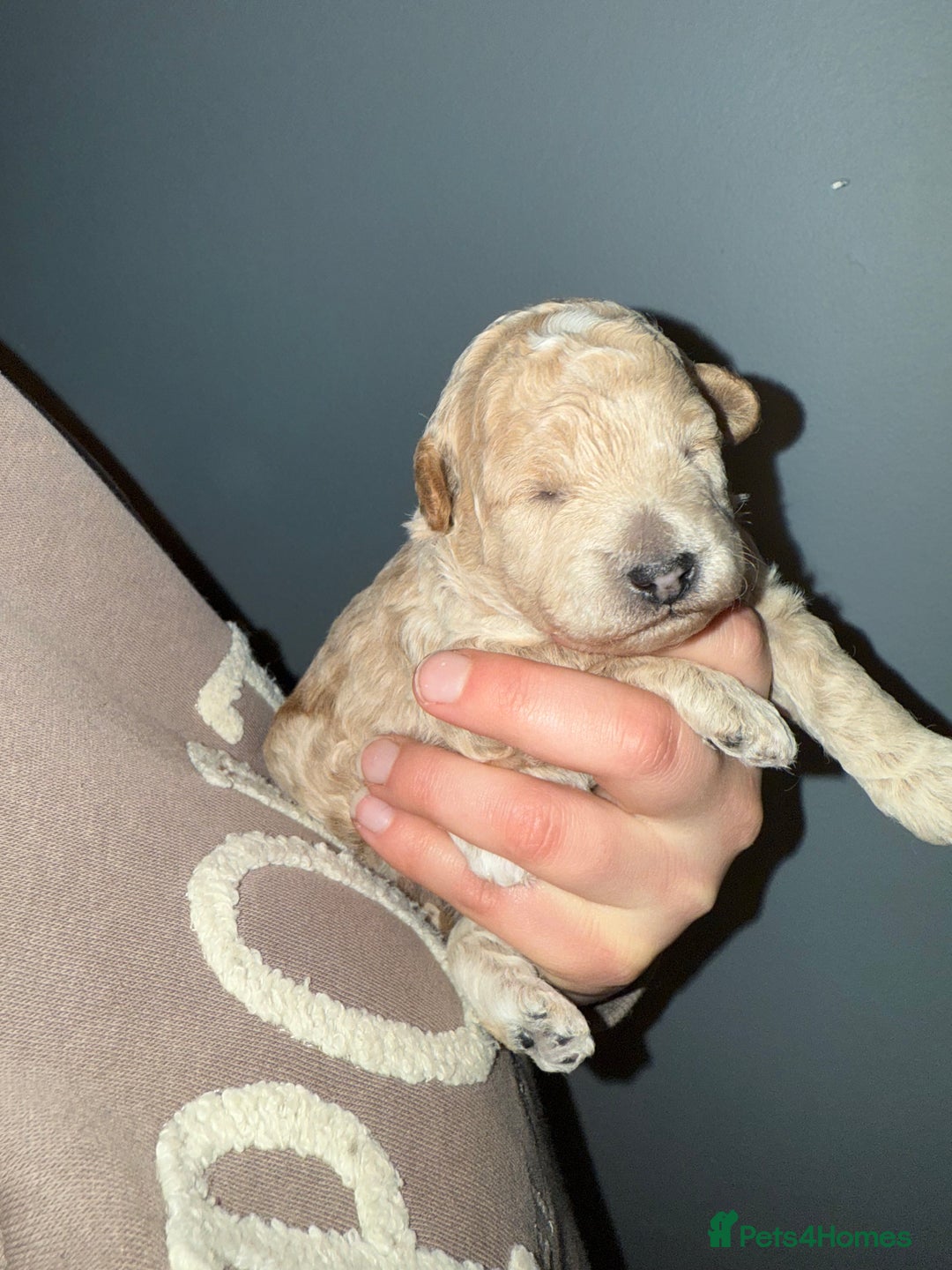 Poochon dogs for sale: Toy Poochons  - Advert 4