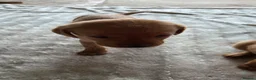 Labrador Retriever dogs for sale: 🐶Beautiful Red KC Labradors pups🐶  - Advert 6