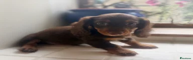 Miniature Dachshund 4