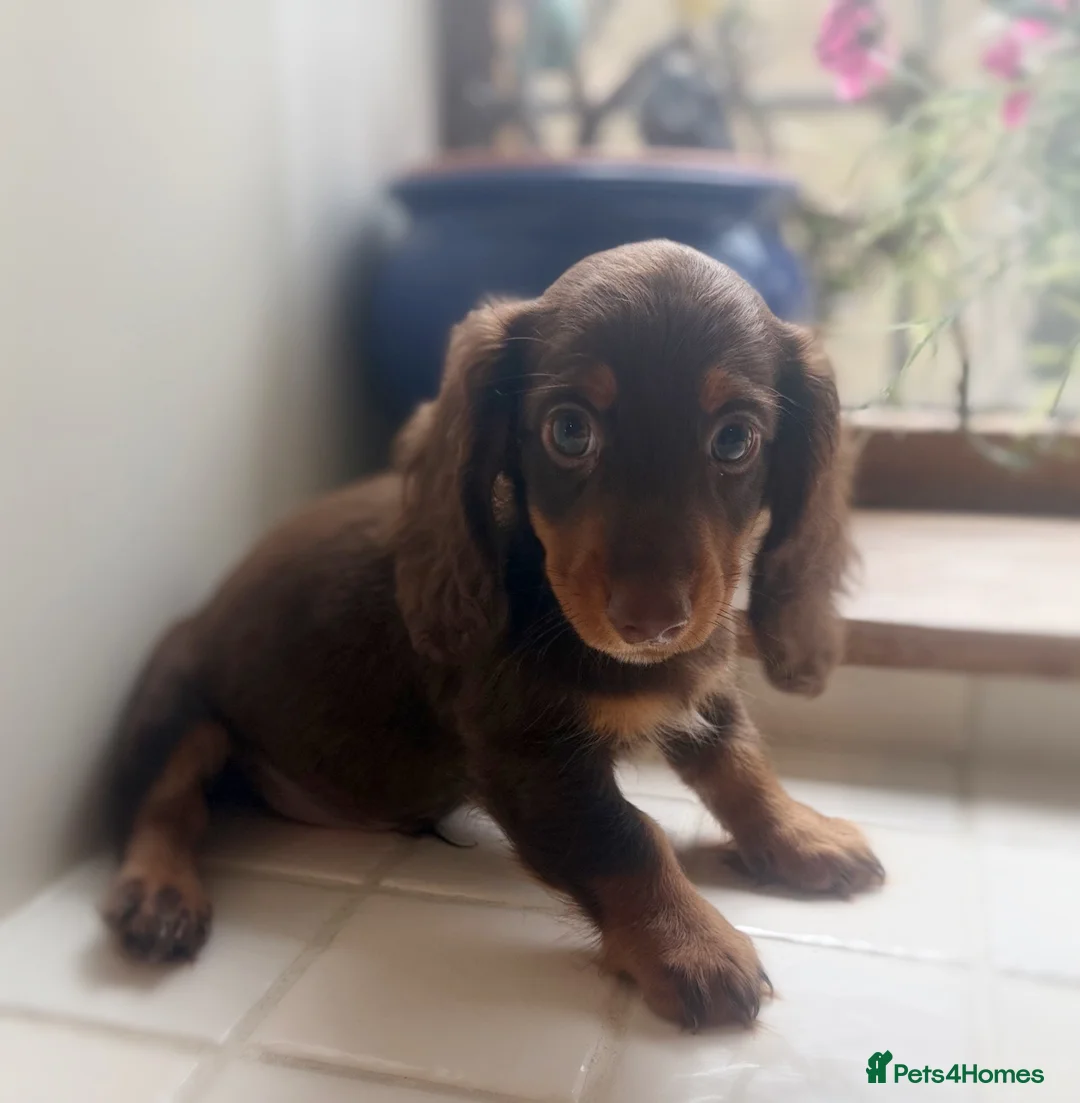 Miniature Dachshund dogs for sale: Miniature dachshunds  - Advert 9