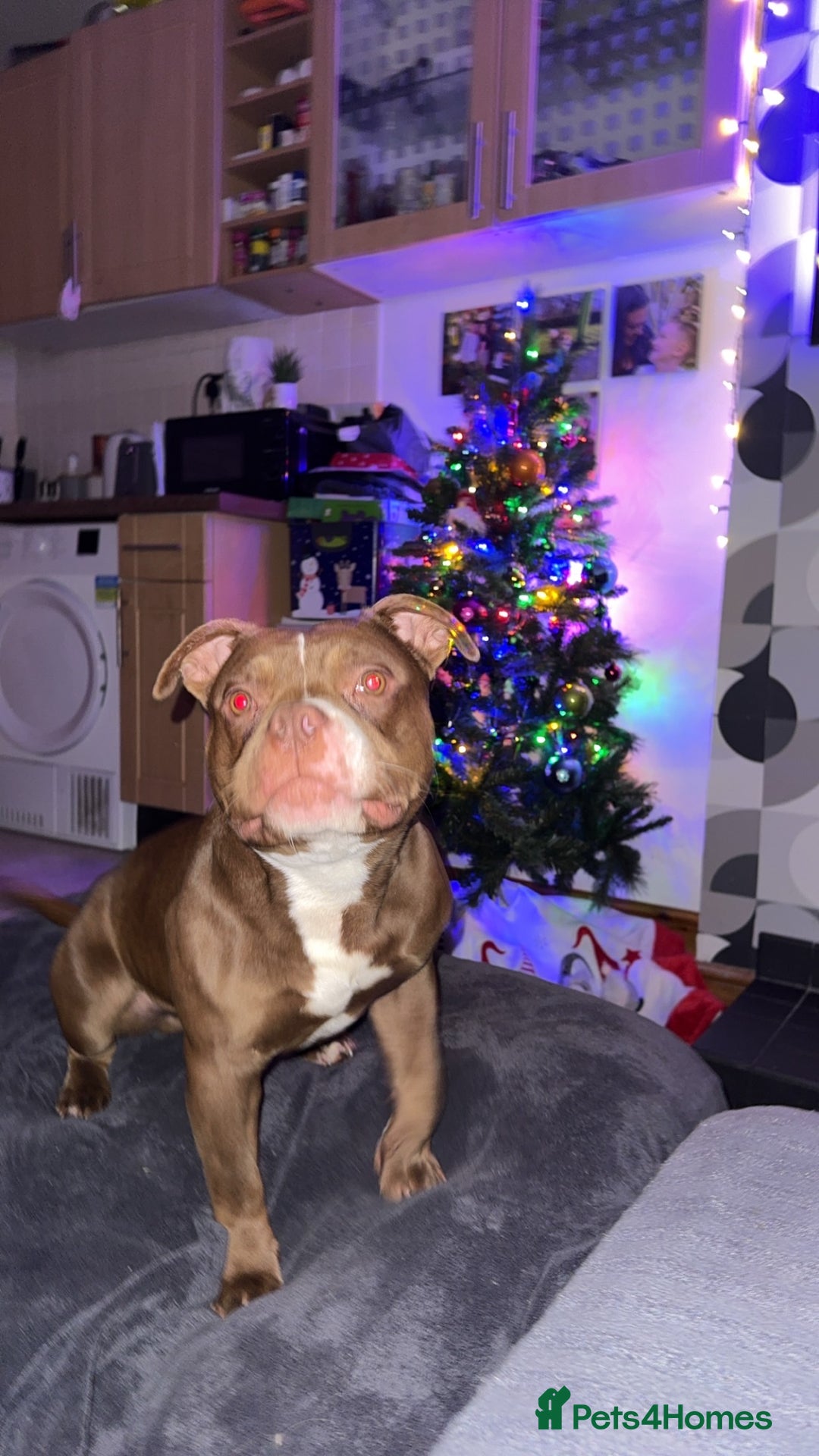 American Bulldog dogs for sale: Micro Bulldog - 2 years old - very loving - Advert 11