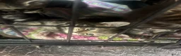 Mixed Breed cats for sale: kittens - Advert 9
