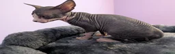 Sphynx cats for sale: ***TICA ACTIVE*** - PURE BREAD SPHYNX - AVAILABLE - Advert 30