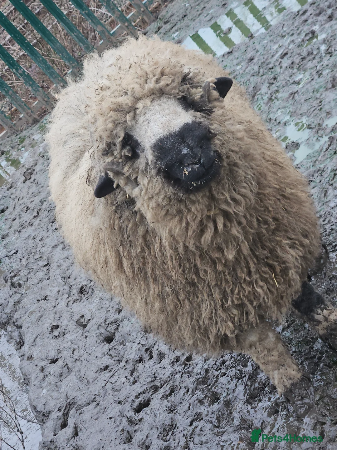 Sheep livestock for sale: Wether blacknose sheep - Advert 3