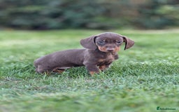 Dachshund dogs for sale: Beautiful KC smooth haired dachshund puppies  - Image 1