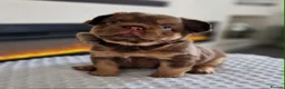 French Bulldog dogs for sale: Kc reg fluffy frenchies - Advert 5
