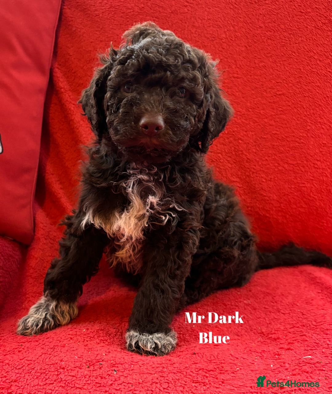 Lagotto Romagnolo dogs for sale: KC Registered Lagotto Puppies (⭐️⭐️⭐️⭐️⭐️ Breeder) - Advert 19