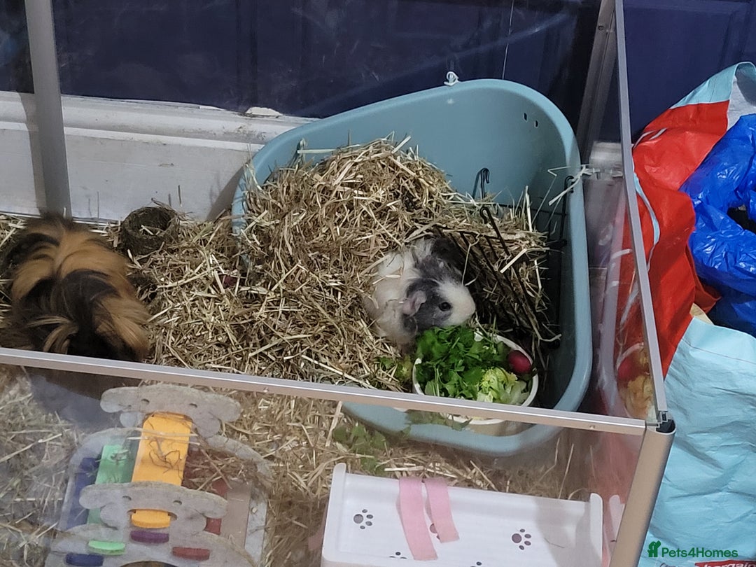 Guinea Pig rodents for sale: 2 male bonded guinea pigs - Advert 1