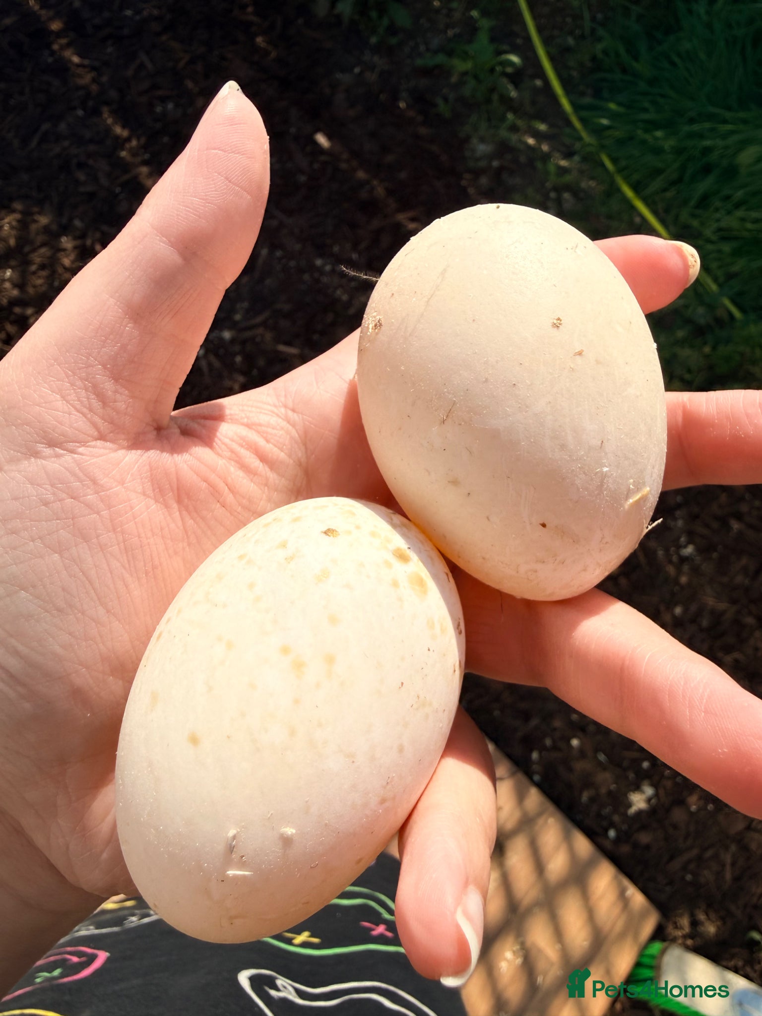 Ducks poultry Fertilised Duck Eggs - Advert 5