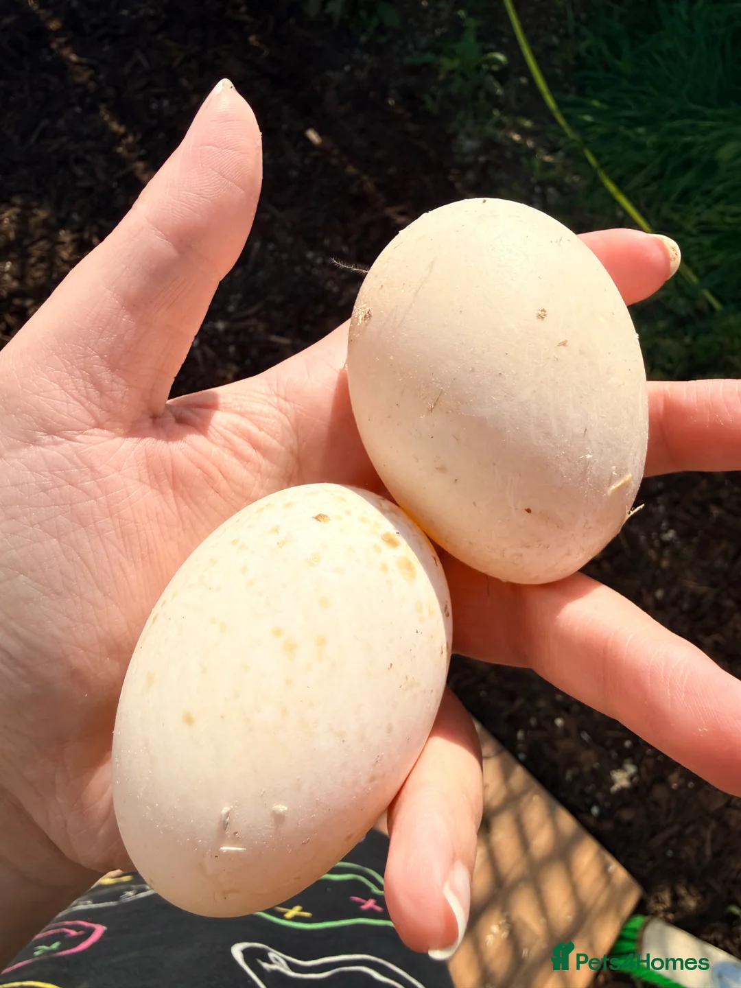 Ducks poultry for sale: Fertilised Duck Eggs in Rochester - Advert 1