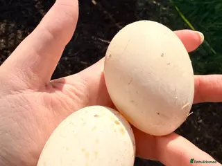 Ducks poultry Fertilised Duck Eggs - Advert 5