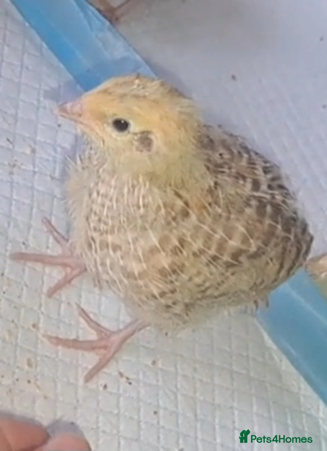 Quail poultry for sale: Coturnix Quails - Advert 1