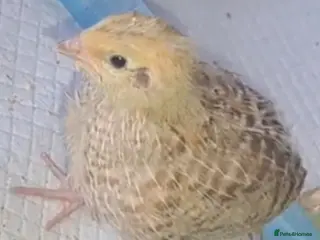 Quail poultry Coturnix Quails - Advert 1