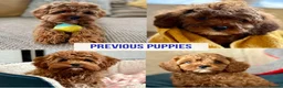 Cavapoo dogs for sale: Outstanding F1 Toy’s - Health Tested - KC parents - Advert 13