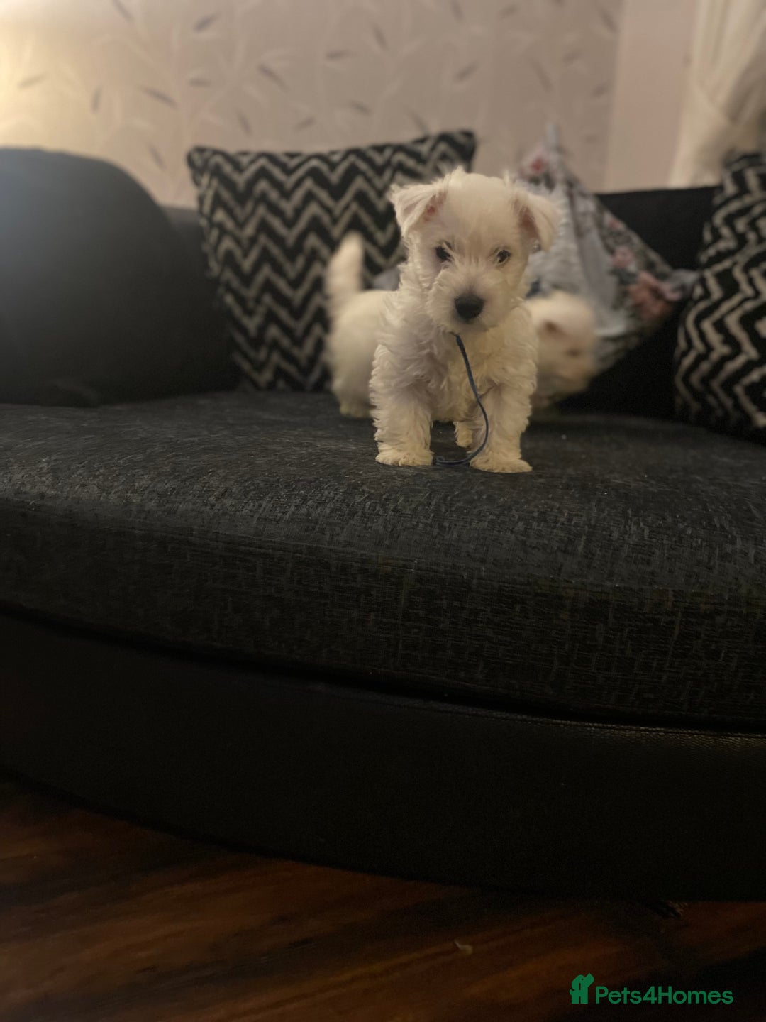 West Highland Terrier dogs for sale: Beautiful boy Westies  - Advert 10