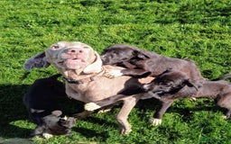 Mixed Breed dogs for sale: Bouncy beautiful puppies  - Image 7