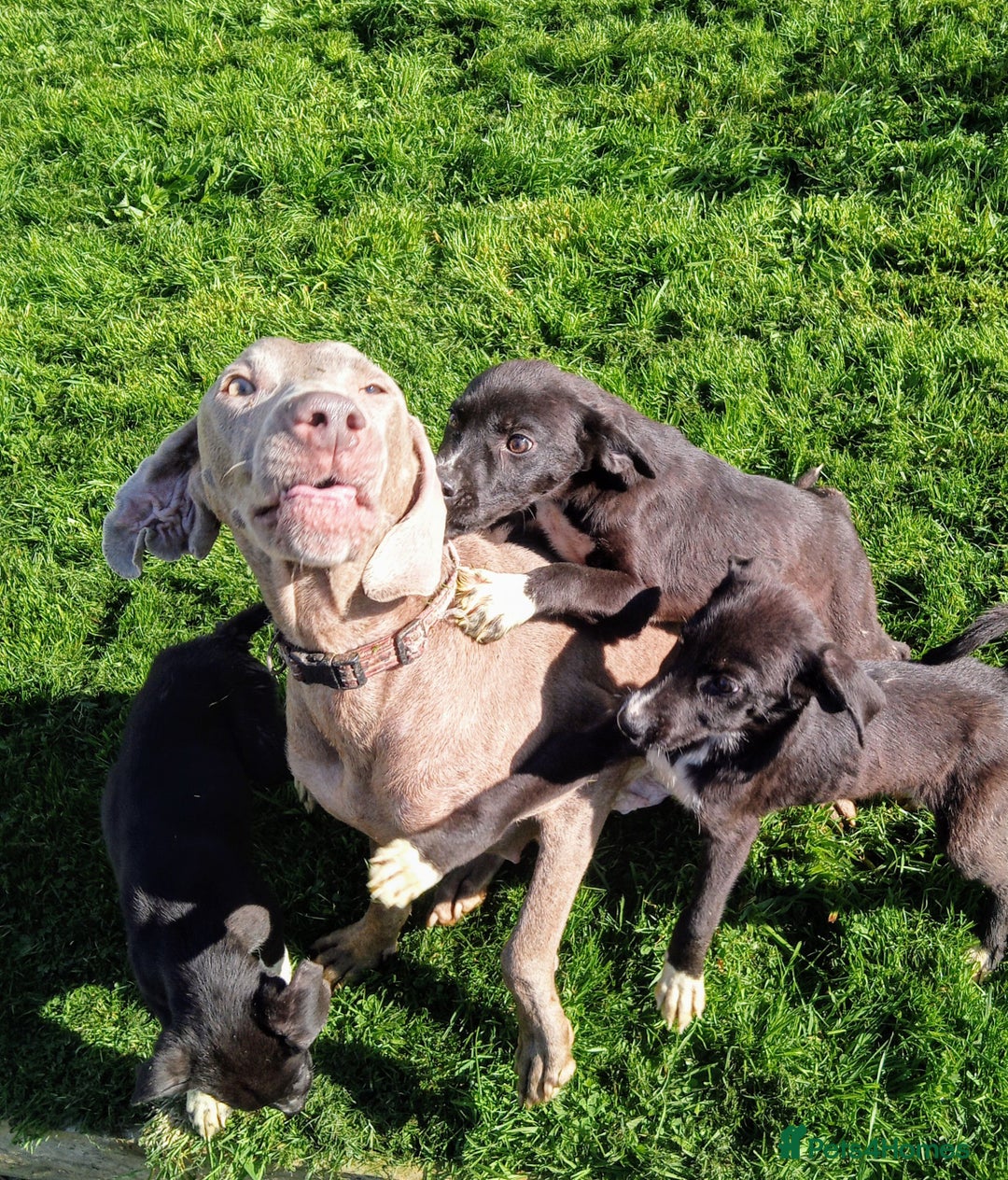 Mixed Breed dogs for sale: Bouncy beautiful puppies  - Image 7