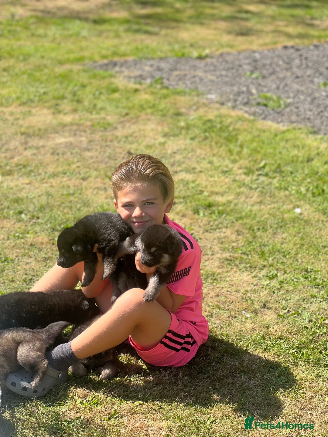 German Shepherd dogs for sale: ❤️KC HEALTH TESTED PARENTS ❤️ - Image 15