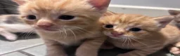 Mixed Breed cats for sale: Beautiful mixed litter for sale  - Advert 3