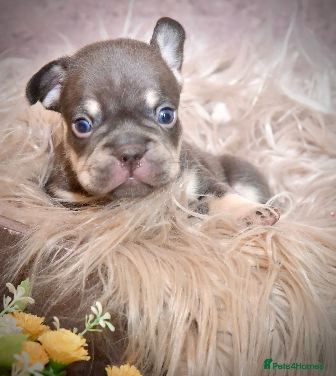 French Bulldog dogs for stud: Full new shade Isabella stud ( now available ) in Hastings - Advert 5