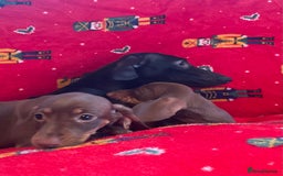 Miniature Dachshund dogs for sale: Miniature Dachshund  - Image 16