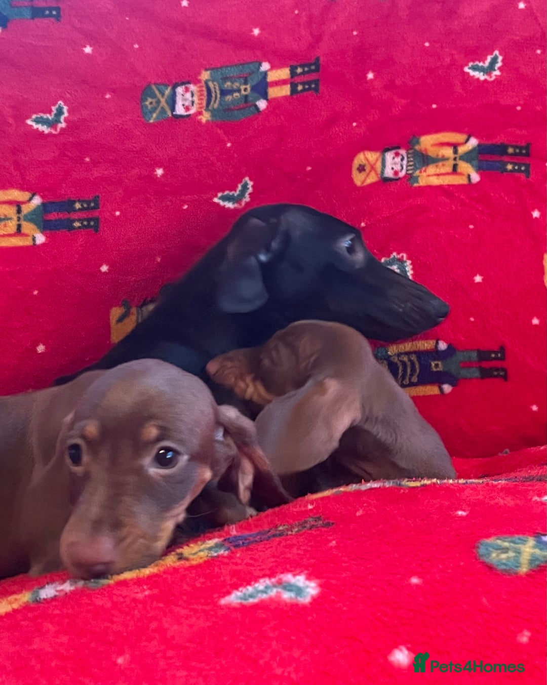 Miniature Dachshund dogs for sale: Miniature Dachshund  - Image 16