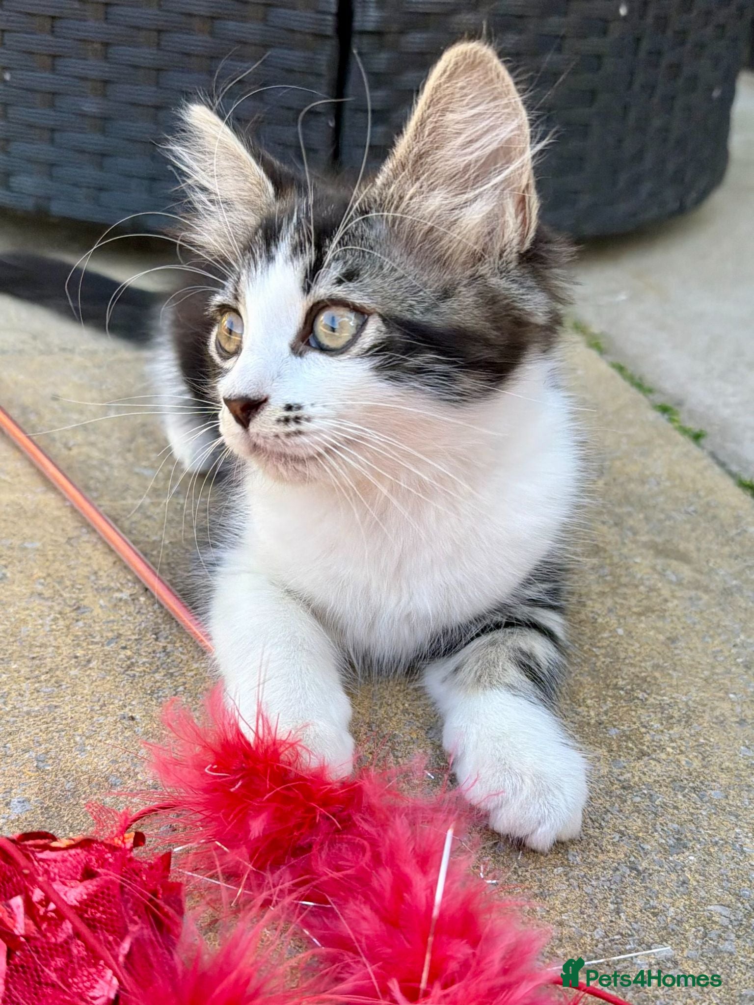 Mixed Breed cats 🐾 Four Gorgeous Kittens Loving Forever Homes - Advert 1