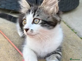 Mixed Breed cats 🐾 Four Gorgeous Kittens Loving Forever Homes - Advert 1