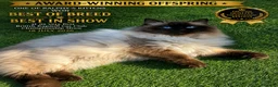 Ragdoll cats for stud: 🏆 Award-Winning Offspring, GCCF & TICA Seal Point - Advert 1