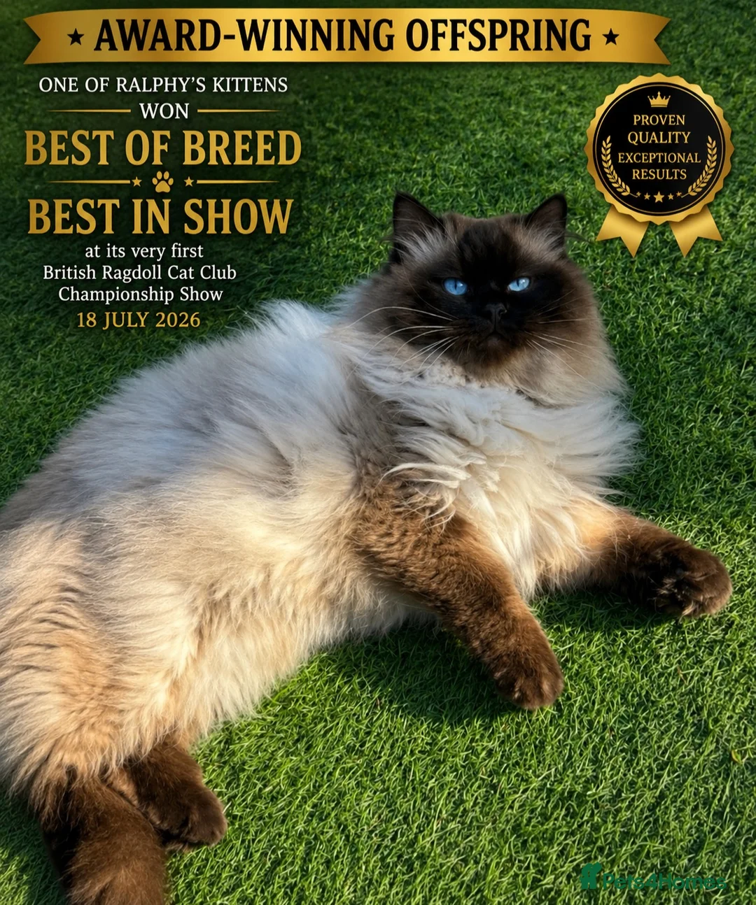 Ragdoll cats for stud: 🏆 Award-Winning Offspring, GCCF & TICA Seal Point - Advert 1